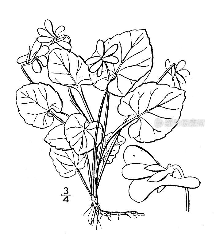 古董植物学植物插图:Viola Selkirkii, Slekirk的紫罗兰
